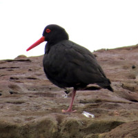 Sooty Oystercatcher